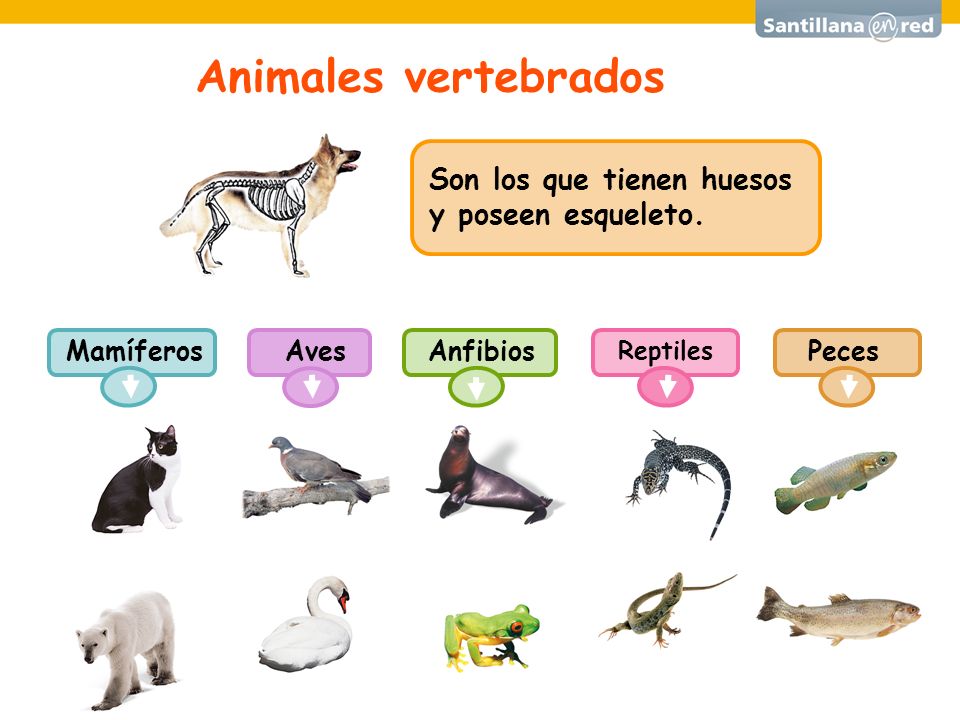 Los animales vertebrados son